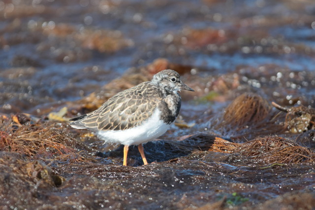 Voyage et ornithologie en Scandinavie 2024 Ot4v