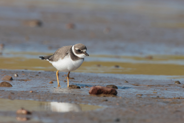 Voyage et ornithologie en Scandinavie 2024 Oto2