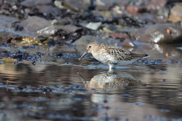 Voyage et ornithologie en Scandinavie 2024 Rnfi