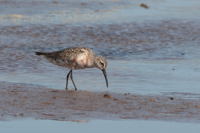 Voyage et ornithologie en Scandinavie 2024 Sy39