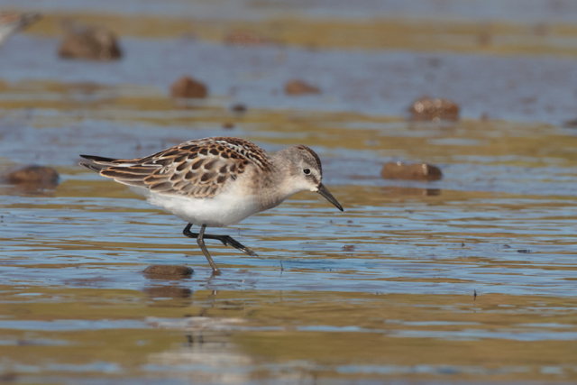 Voyage et ornithologie en Scandinavie 2024 T62t