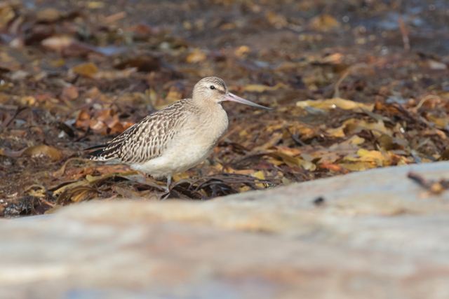 Voyage et ornithologie en Scandinavie 2024 Tigs