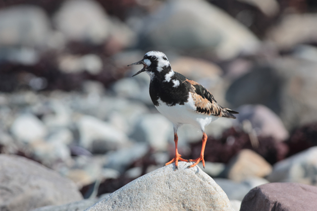 Voyage et ornithologie en Scandinavie 2024 Tplp