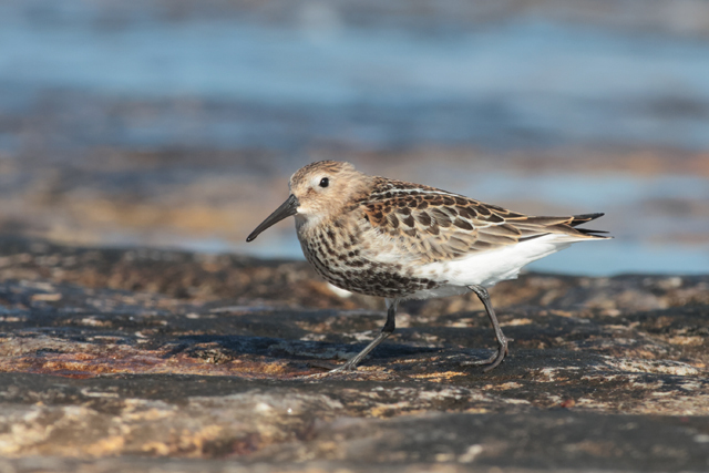 Voyage et ornithologie en Scandinavie 2024 Uqvo