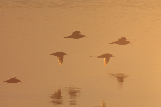 Voyage et ornithologie en Scandinavie 2024 Utsd