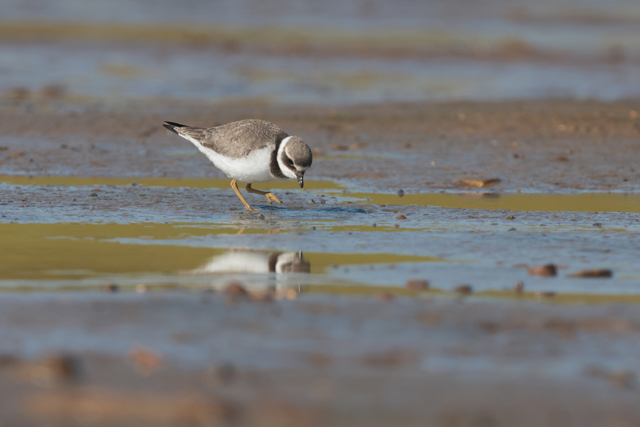 Voyage et ornithologie en Scandinavie 2024 Vpac