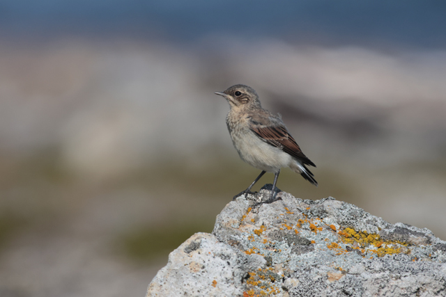 Voyage et ornithologie en Scandinavie 2024 Vrr4