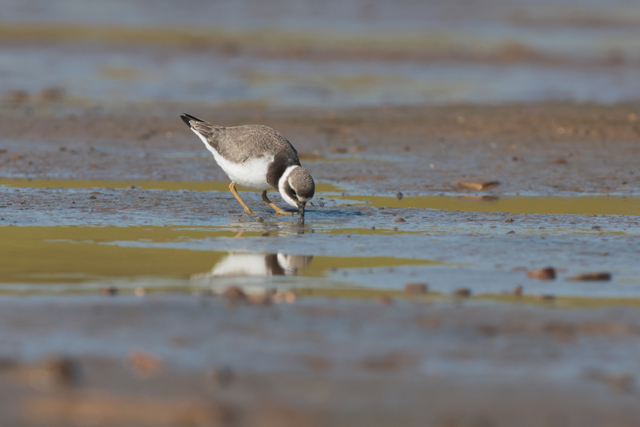 Voyage et ornithologie en Scandinavie 2024 Xjst