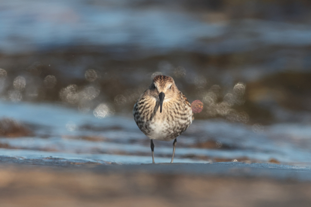 Voyage et ornithologie en Scandinavie 2024 Zfxc