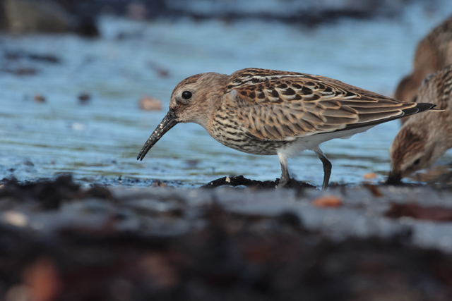 Voyage et ornithologie en Scandinavie 2024 1aqn