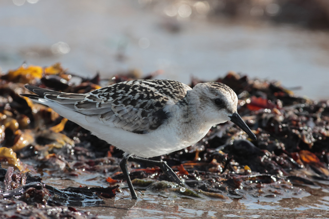 Voyage et ornithologie en Scandinavie 2024 1fef