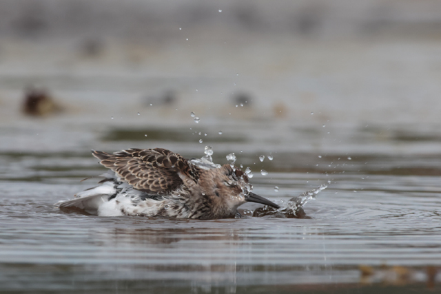 Voyage et ornithologie en Scandinavie 2024 1mu6