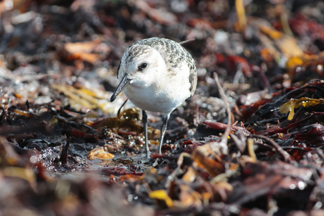 Voyage et ornithologie en Scandinavie 2024 1uuo