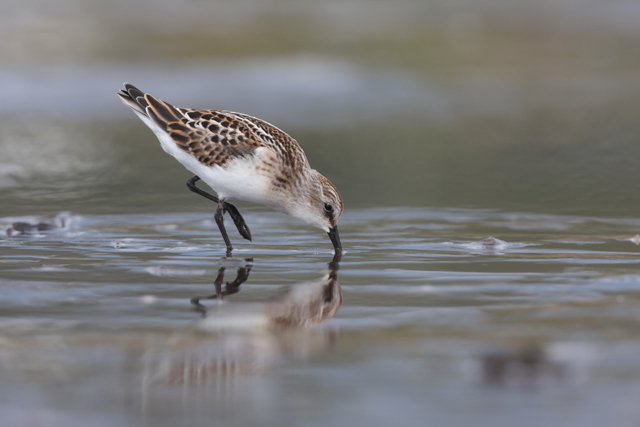 Voyage et ornithologie en Scandinavie 2024 2et0