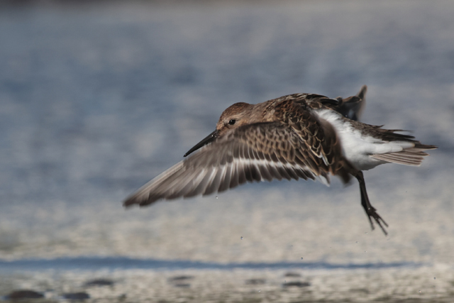 Voyage et ornithologie en Scandinavie 2024 2y83