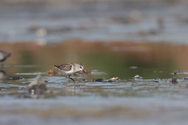 Voyage et ornithologie en Scandinavie 2024 3yry