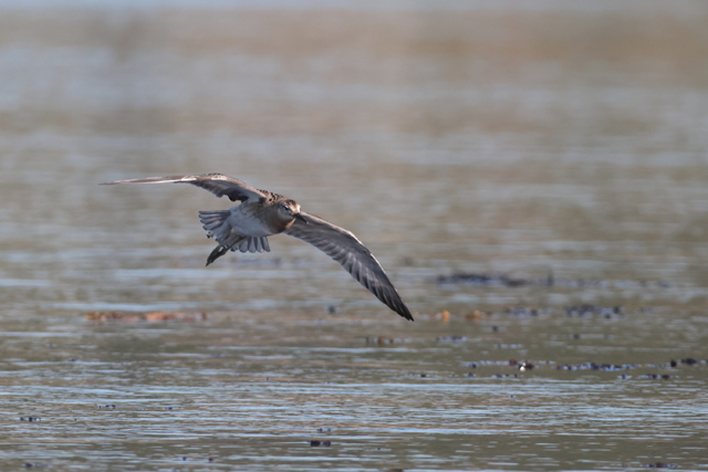 Voyage et ornithologie en Scandinavie 2024 43i2