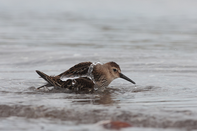 Voyage et ornithologie en Scandinavie 2024 5xyg