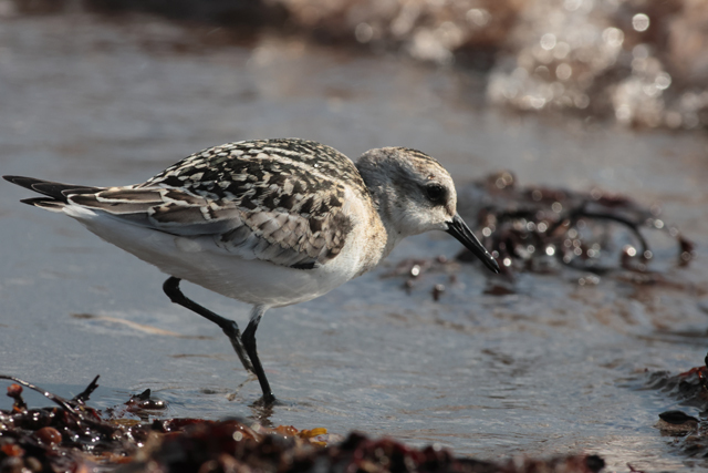 Voyage et ornithologie en Scandinavie 2024 602a