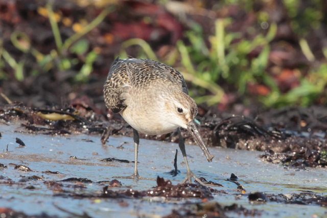 Voyage et ornithologie en Scandinavie 2024 801m