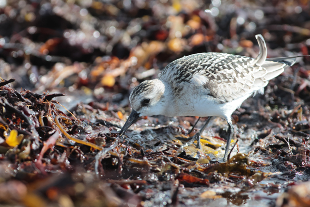 Voyage et ornithologie en Scandinavie 2024 A12y