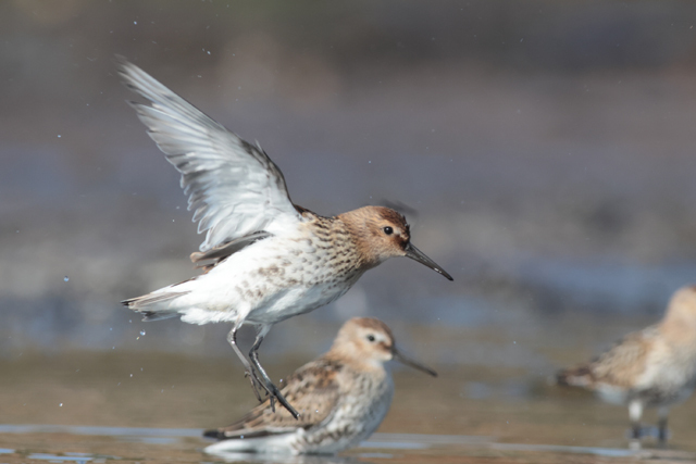 Voyage et ornithologie en Scandinavie 2024 D20u