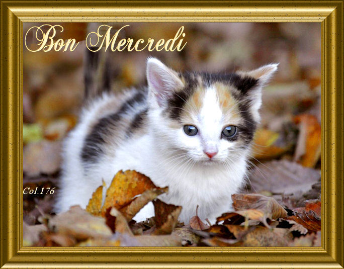 . . . . . . BONJOUR ET BONSOIR DE NOVEMBRE. . . . .  - Page 2 Dz77