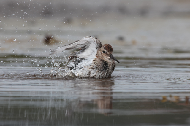 Voyage et ornithologie en Scandinavie 2024 Evhe