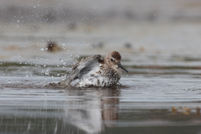 Voyage et ornithologie en Scandinavie 2024 Fgri