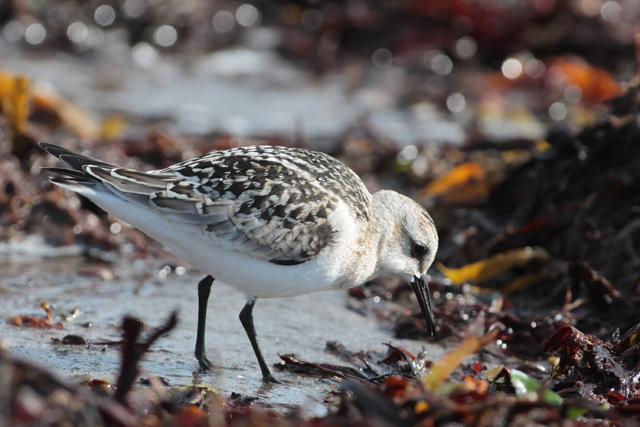 Voyage et ornithologie en Scandinavie 2024 Innn