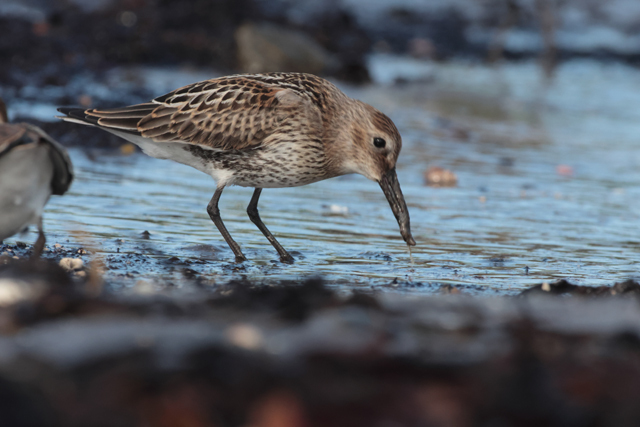 Voyage et ornithologie en Scandinavie 2024 Iwem