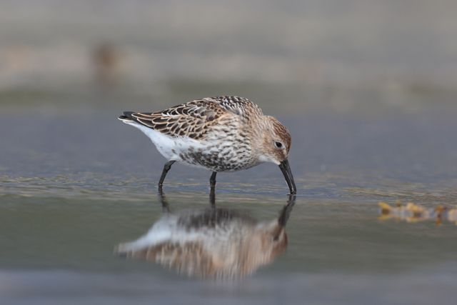 Voyage et ornithologie en Scandinavie 2024 Kdgi