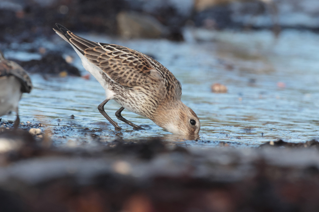 Voyage et ornithologie en Scandinavie 2024 Ke7h