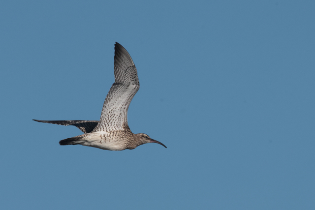 Voyage et ornithologie en Scandinavie 2024 Kjgi