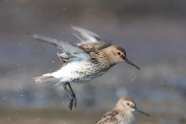 Voyage et ornithologie en Scandinavie 2024 L2r8