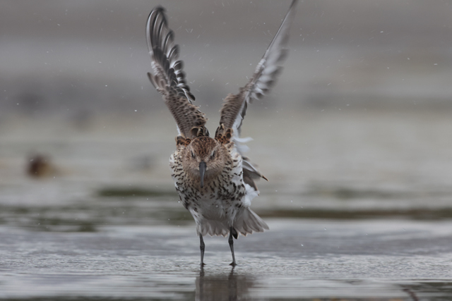 Voyage et ornithologie en Scandinavie 2024 Lewg