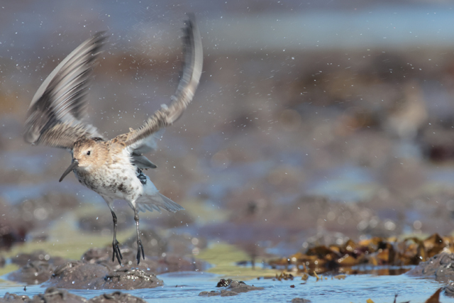 Voyage et ornithologie en Scandinavie 2024 Mhzg