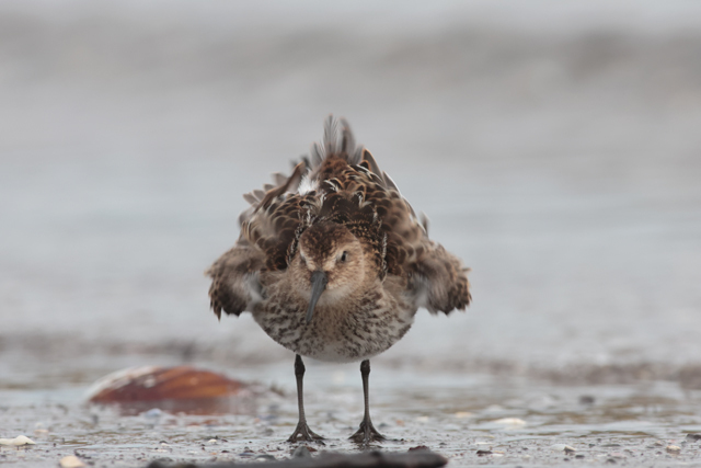 Voyage et ornithologie en Scandinavie 2024 Mwom