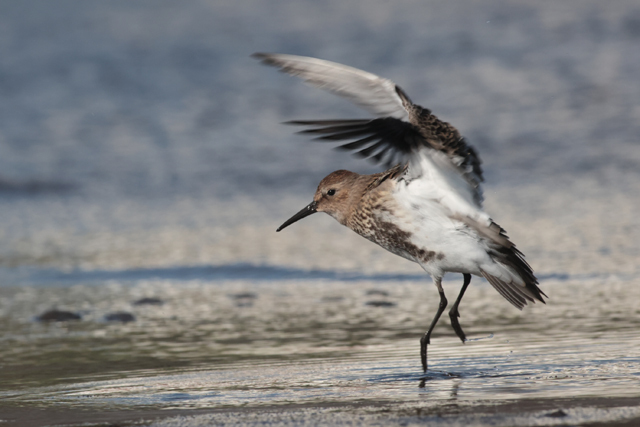 Voyage et ornithologie en Scandinavie 2024 Ngje