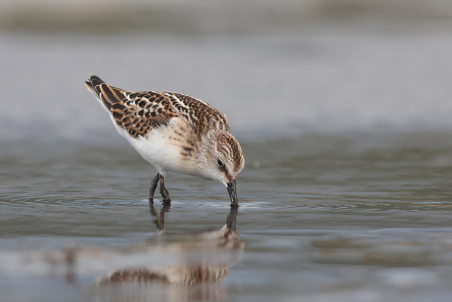 Voyage et ornithologie en Scandinavie 2024 O0ci