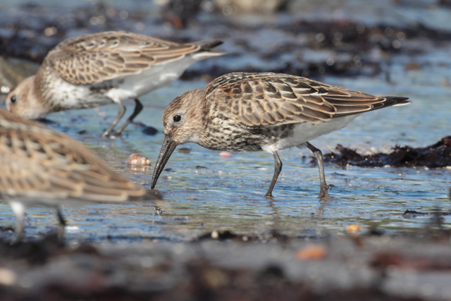 Voyage et ornithologie en Scandinavie 2024 O5od