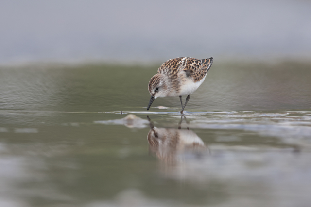 Voyage et ornithologie en Scandinavie 2024 Rpoq