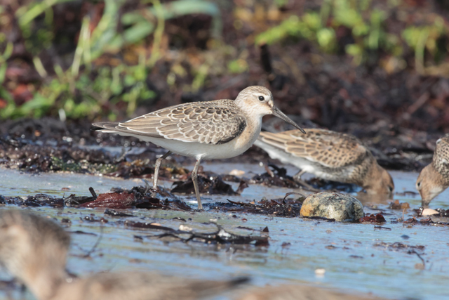 Voyage et ornithologie en Scandinavie 2024 Rtis