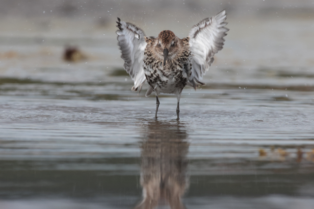 Voyage et ornithologie en Scandinavie 2024 Sd1y