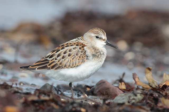 Voyage et ornithologie en Scandinavie 2024 U0j2