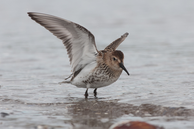 Voyage et ornithologie en Scandinavie 2024 V9em