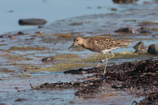 Voyage et ornithologie en Scandinavie 2024 Wu9a