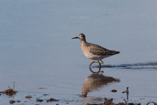 Voyage et ornithologie en Scandinavie 2024 Xurw