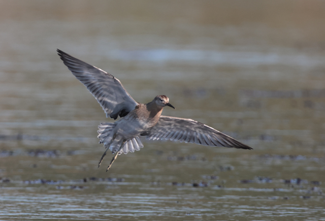 Voyage et ornithologie en Scandinavie 2024 Y1wa