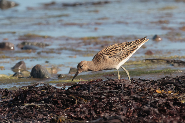 Voyage et ornithologie en Scandinavie 2024 Yr8f